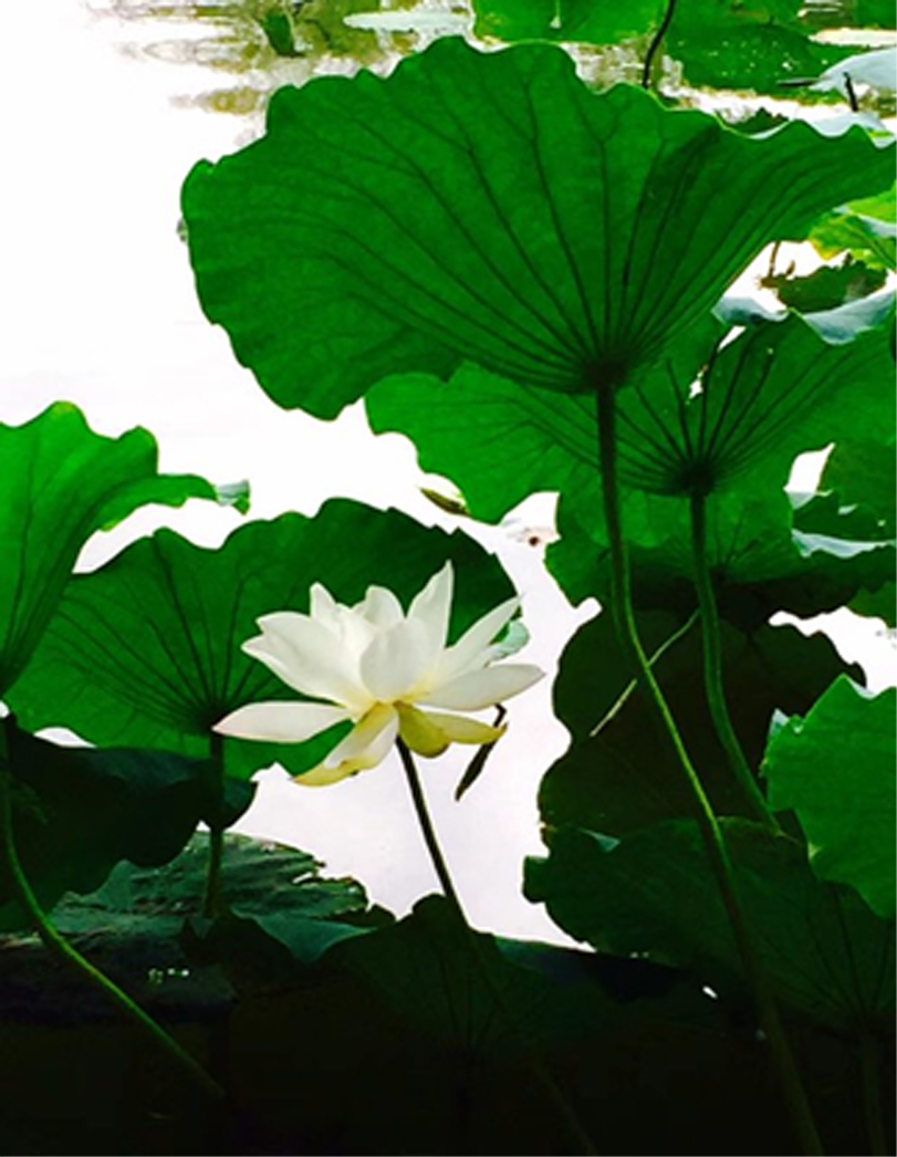 荷神节01.jpg